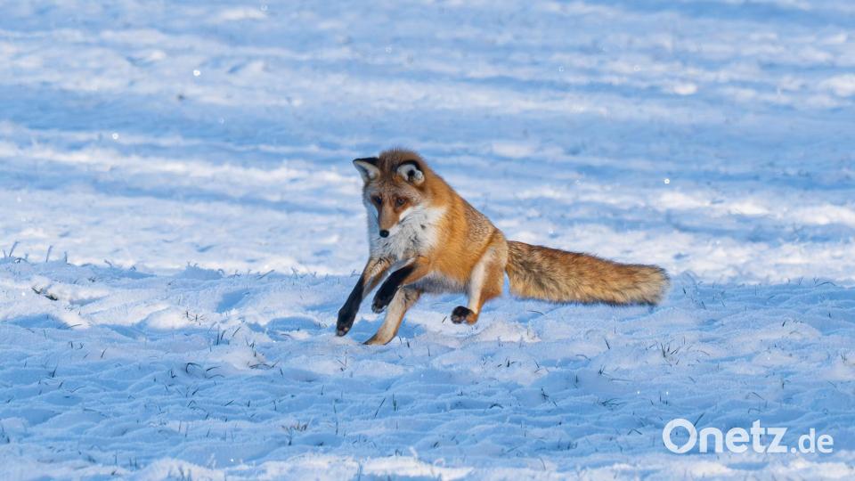 Ich kriege sie... Bild: Norbert Vetter