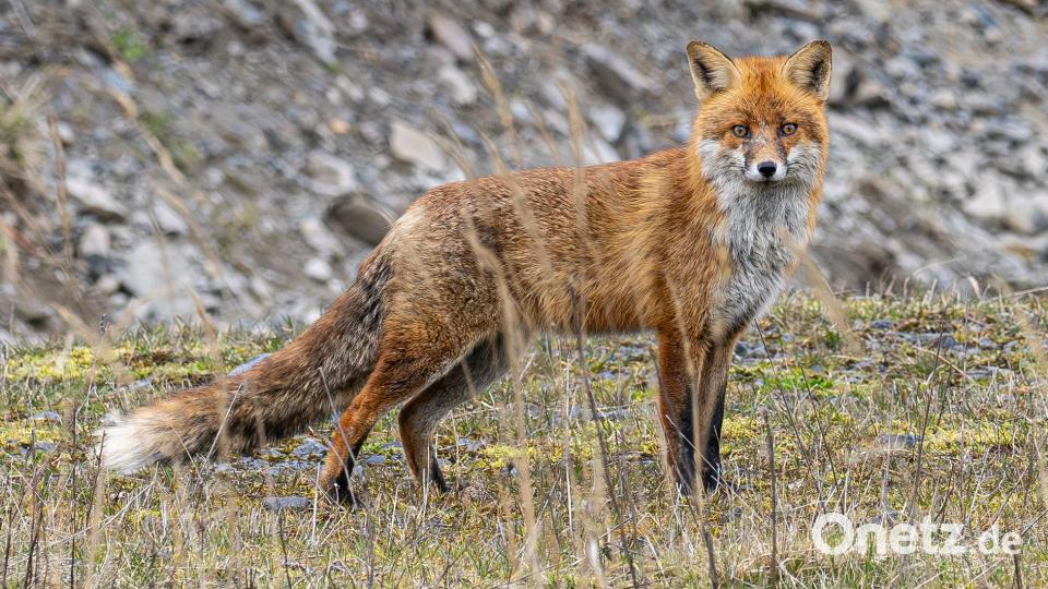 Fuchs im Winter ohne Schnee Bild: Norbert Vetter