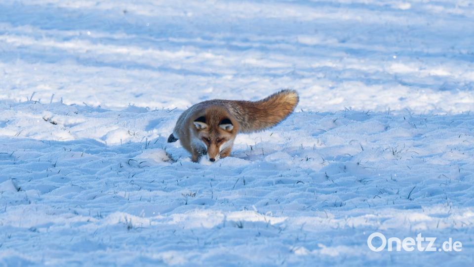 Oh nein! Weg...sie ist einfach weg! Bild: Norbert Vetter