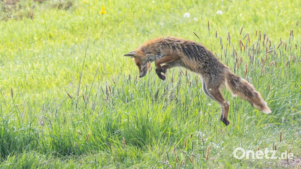 Ein Fuchs beim Beute- oder Jagdsprung. Sein Hauptnahrungsmittel sind Mäuse. Bild: Norbert Vetter