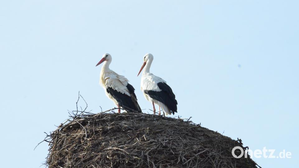Auch der Storchenhorst auf dem katholischen Pfarrhof in Tirschenreuth ist wieder besetzt. Im vergangenen Jahr sind dort zwei Vögel flügge geworden. Bild: Benkhardt