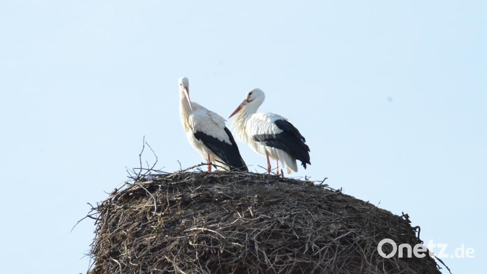 Auf dem Pfarrhof herrscht wieder traute Zweisamkeit. Bild: Benkhardt