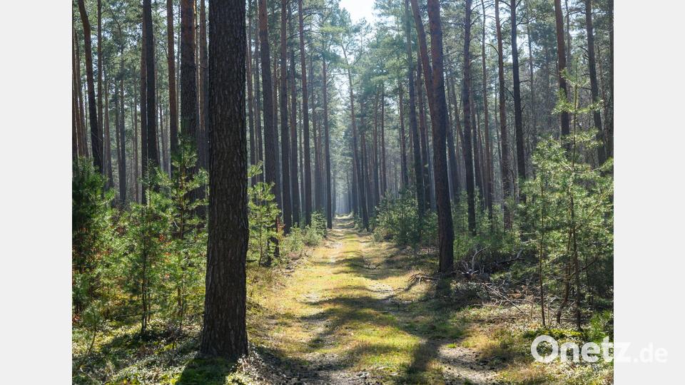 Trockene Wälder wie etwa die Kiefernwälder in Brandenburg haben oft eine hohe Waldbrandgefährdung. Bild: Patrick Pleul/dpa