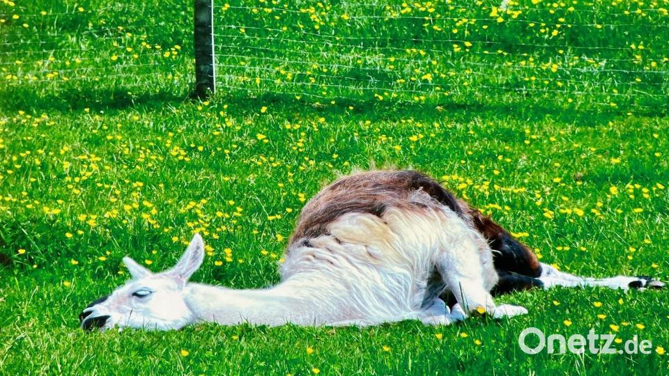 Auf einer Wiese bei Zainhammer entdeckte Regina Schmid das dösende Lama. Bild: Regina Schmid