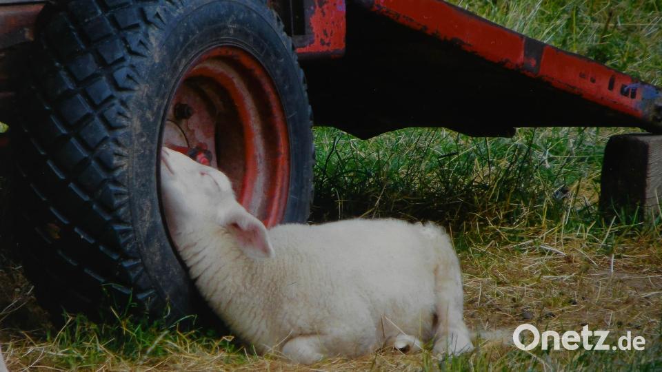 Eine Felge nutzt das Schaf bei einem Nickerchen als Kopfablage. Bild: Regina Schmid