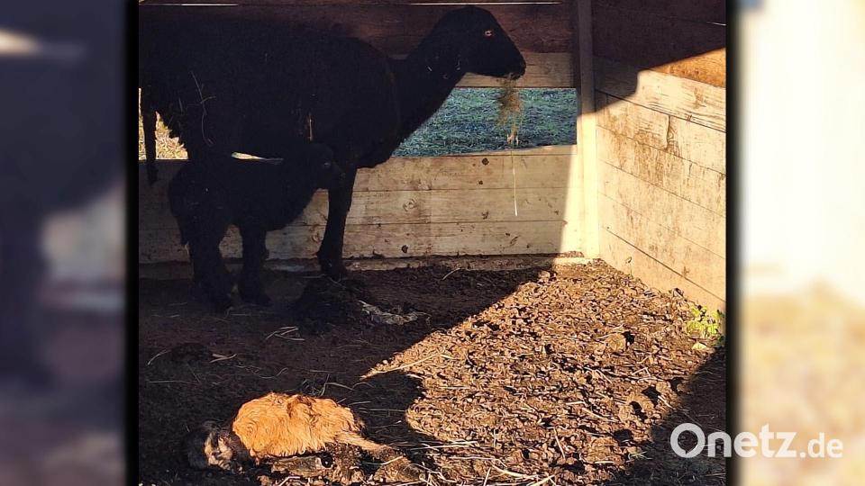 Ein totes Lamm liegt im Unterstand: Dieses Foto der betroffenen Schafe hat Oberpfalz-Medien erreicht. Bild: privat/exb