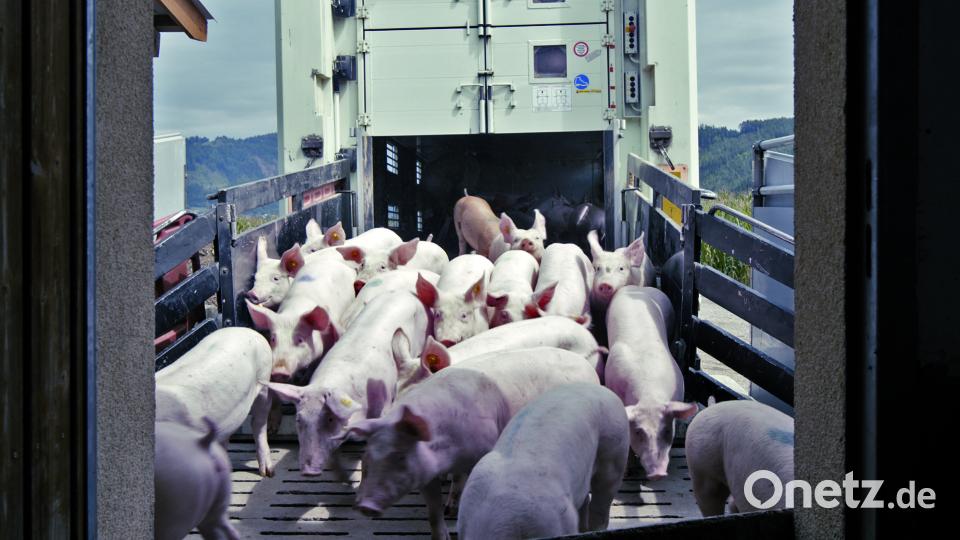 Eine Szene aus dem Film &quot;Bauer unser&quot;, der einen kritischen Blick auf die industrielle Landwirtschaft wirft. Bild: Allegro Film 2016/exb