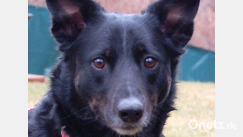 Auch die dreijährige Roxalie hofft auf einen Platz bei tierlieben Menschen. Bild: Jennifer Fichtner