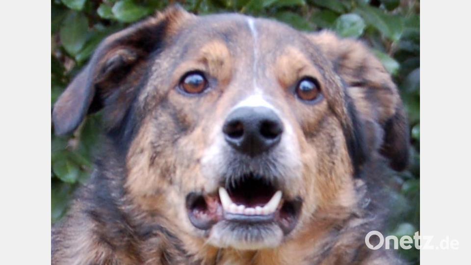 Baltos wird als &quot;ein kastrierter Labrador-Mix mit einem Herzen aus Gold&quot; beschrieben. Bild: Jennifer Fichtner
