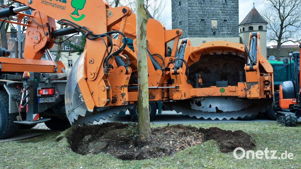 Behinderungen auf dem Kaiser-Ludwig-Ring in Amberg. Durch die Verpflanzung von drei Bäumen von der „alten Post“ zum Ziegeltor bzw. zum Nabburger Tor, kam es zu kurzzeitigen Verkehrsbehinderungen auf dem Kaiser-Ludwig-Ring in Höhe der ehemaligen Post. Bild: Stephan Huber