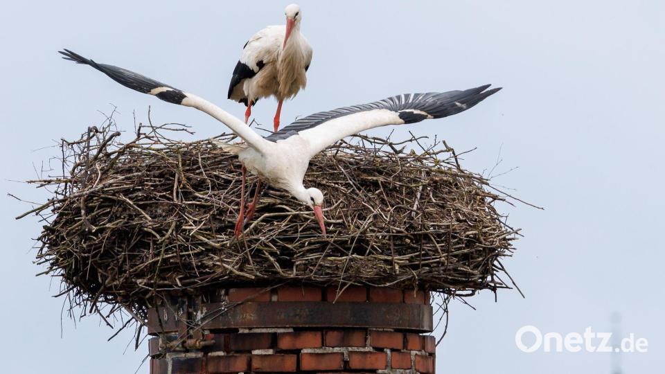Der Lärm von Autos lässt Störche kalt. Bei Drohnen sieht das anders aus. Bild: Daniel Karmann/dpa
