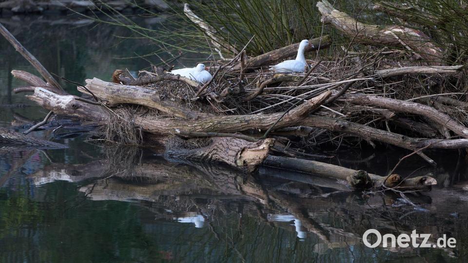 Die Suche nach dem vermissten Jungen geht weiter - auch am Fluss. Bild: Thomas Frey/dpa