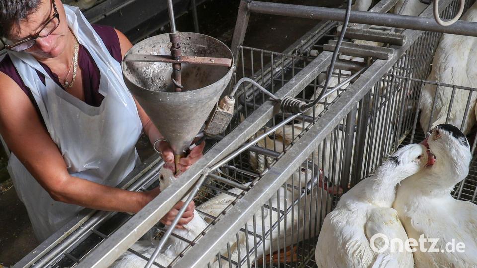 Gänse werden auf einem Hof in Belgien für die Produktion von Foie Gras (Stopfleber) gefüttert. (Archivbild) Bild: Virginie Lefour/BELGA/dpa