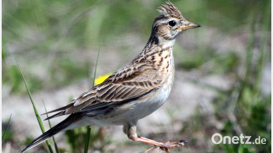 Eine Feldlerche. Diese Vogelart bekommt beim künftigen Solarpark in Öd bei Kreuth eine Schutzzone. Bild: Andreas Neuthe/dpa