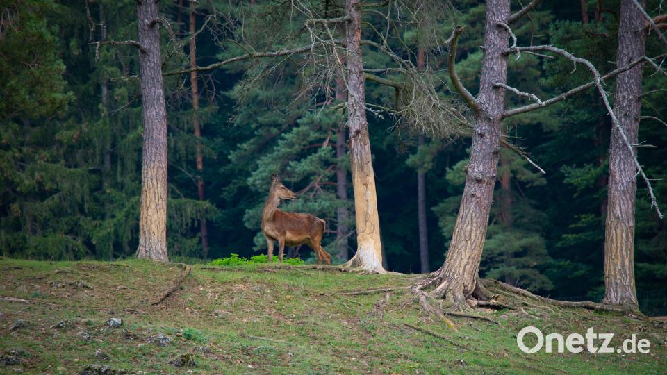 Hirsche kannst du im Hirschpark Heinzhof treffen. Bild: Peter Neunteufel