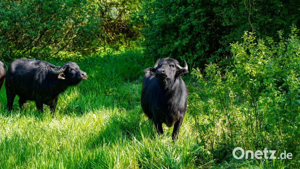 Direkt am Naturerlebnisweg in Hahnbach kannst du Wasserbüffel beobachten. Bild: Regina Wolfohr
