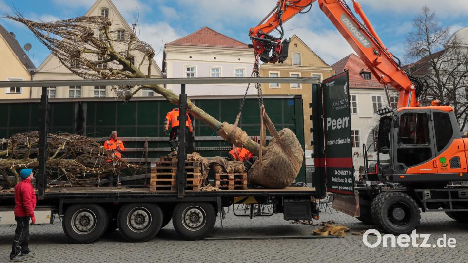 Auf dem Salzstadlplatz werden die neuen Bäume eingesetzt. Bild: Wolfgang Steinbacher