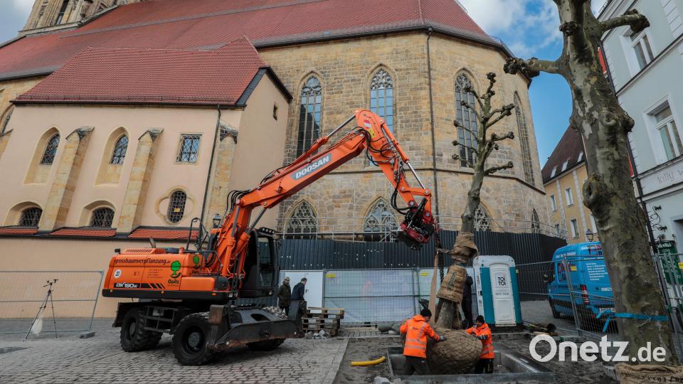 Auf dem Salzstadlplatz werden die neuen Bäume eingesetzt. Bild: Wolfgang Steinbacher