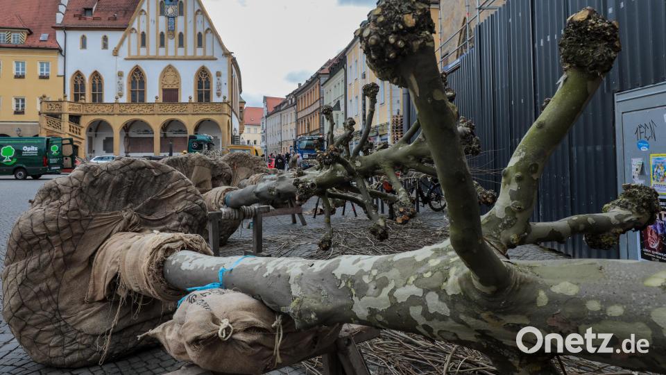 Auf dem Salzstadlplatz werden die neuen Bäume eingesetzt. Bild: Wolfgang Steinbacher