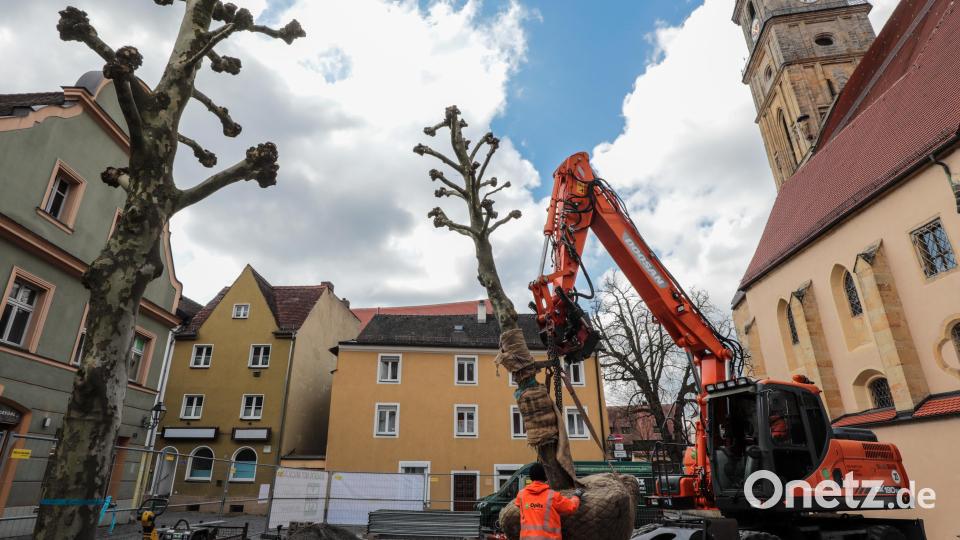 Auf dem Salzstadlplatz werden die neuen Bäume eingesetzt. Bild: Wolfgang Steinbacher