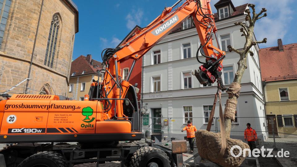 Auf dem Salzstadlplatz werden die neuen Bäume eingesetzt. Bild: Wolfgang Steinbacher