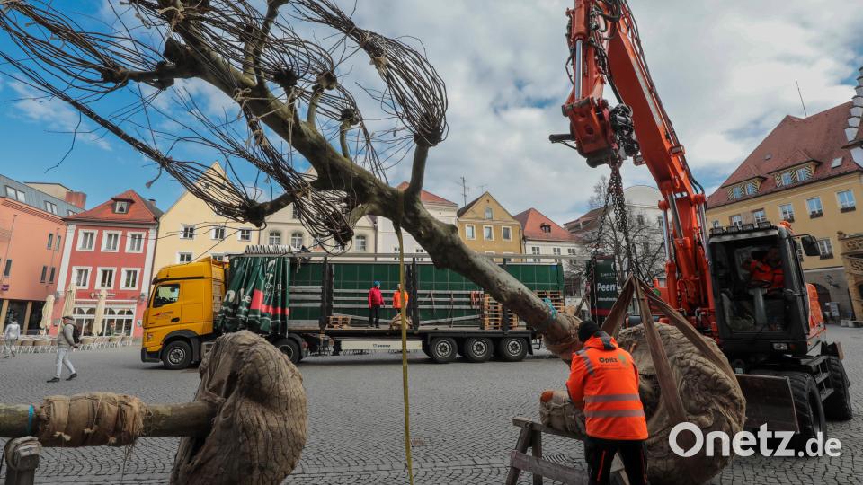 Auf dem Salzstadlplatz werden die neuen Bäume eingesetzt. Bild: Wolfgang Steinbacher