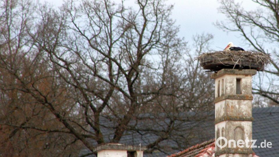 Die Weißstörche in Falkenberg sind abwechselnd mit dem Ausbrüten ihrer vier Eier beschäftigt. Bild: wro