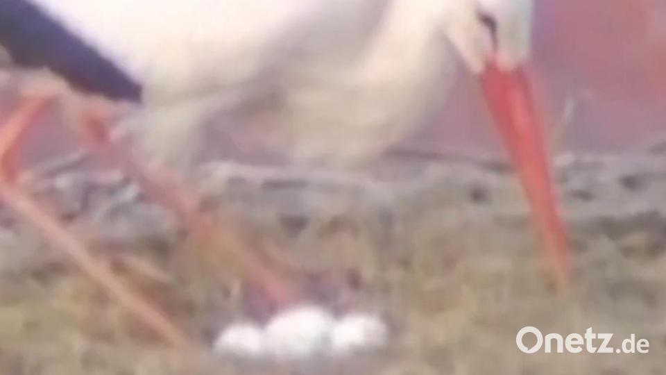 Dieser Tage wurde das vierte Ei gelegt. Nun ist Brüten angesagt. Screenshot: Storchen-Cam Falkenberg/Joachim Zrenner/exb