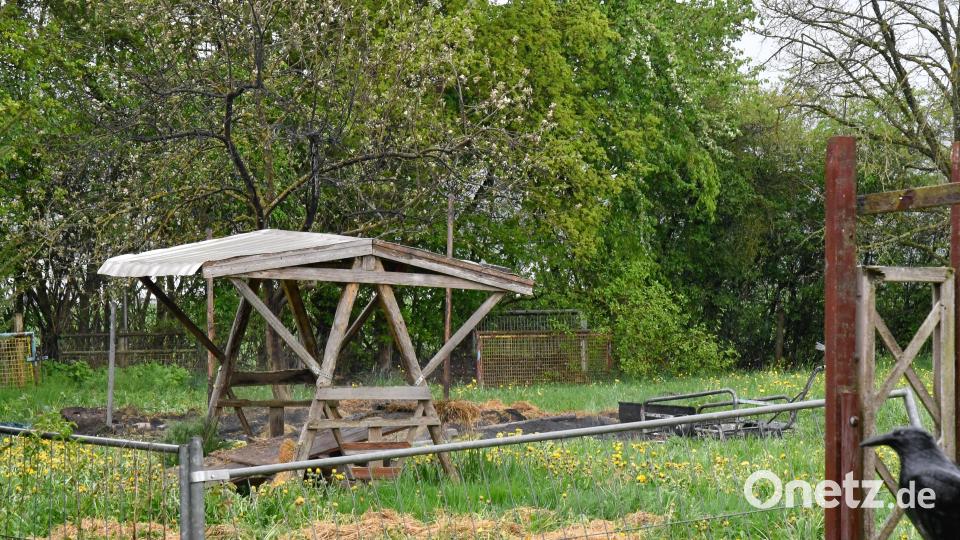 Bei einem Brand am Erzberg in Amberg ist eine Stallung abgebrannt. Bild: Petra Hartl