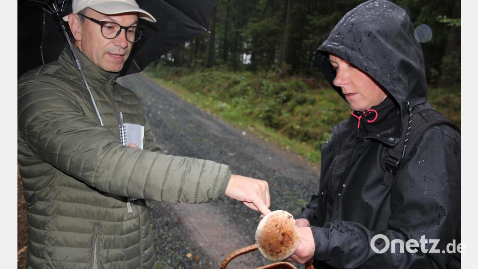 Diese Pilzsammlerin hat einen essbaren Knollenblätterpilz gefunden. Stefan Hartwig zeigt ihr, was dabei zu beachten ist. Bild: kro