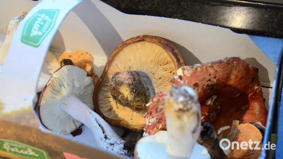 Beim Pilzesammeln sollte man aufpassen, wo man hinlangt. Ein falsches Schwammerl im Korb kann tödlich sein. Bild: Kunz