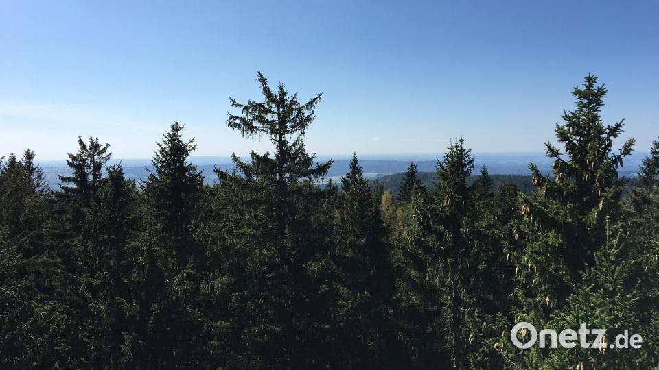In den Wipfeln der Nadelbäume rauscht der Wind. Bild: Hohlheimer