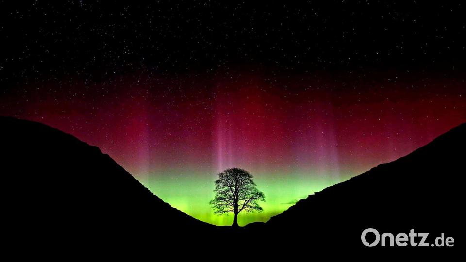 Der ikonische Baum war im September 2023 gefällt worden. (Archivbild) Bild: Owen Humphreys/PA Wire/dpa