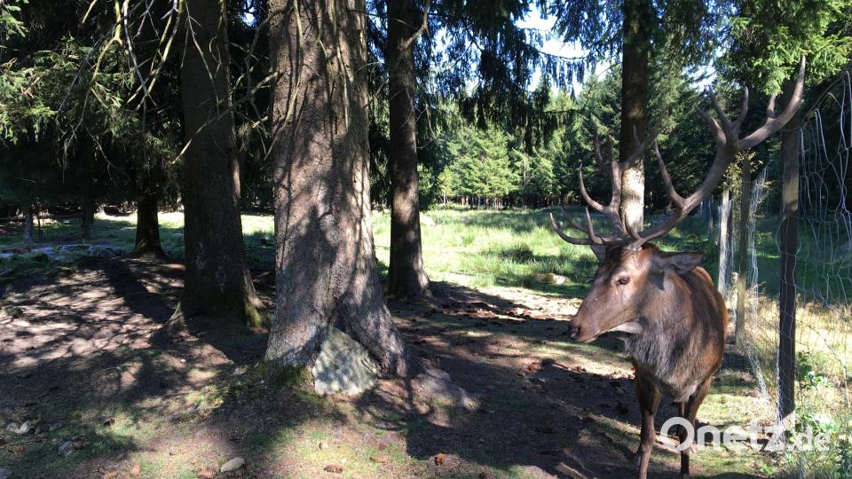Hirsch "Moritz" erwartet Wanderer beim Wildtiergehege. Bild: Hohlheimer