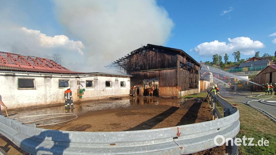 Auch Rinder sind bei dem Brand ausgebüxt. Bild: nic