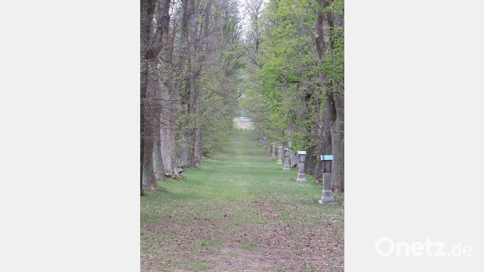 Der Kreuzweg von Bärnau kommend durch die Baumallee ist ein Naturdenkmal. Bild: ubb