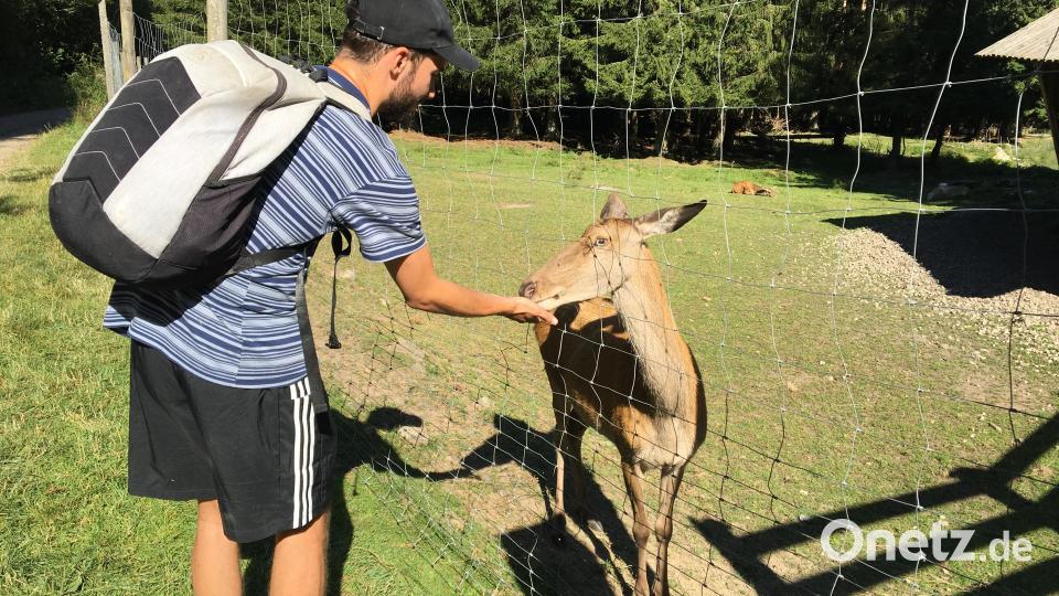 Die Tiere im Wildgehege sind neugierig. Volontär Maximilian Hohlheimer füttert eine Hirschkuh mit Mais aus einem Futterautomat. Bild: Stefanie Swann