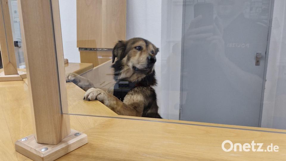 Ein entlaufener Hund wird am Tresen der Sulzbach-Rosenberger Polizeiwache vorstellig.. Bild: Polizei Sulzbach-Rosenberg
