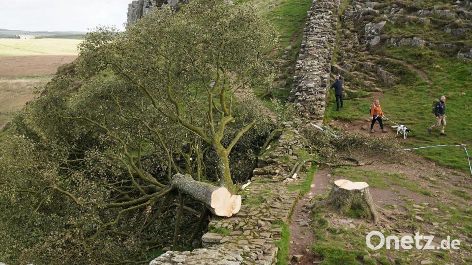 Der Baum wurde kurz über dem Boden abgetrennt. (Archivfoto) Bild: Owen Humphreys/Press Association/dpa