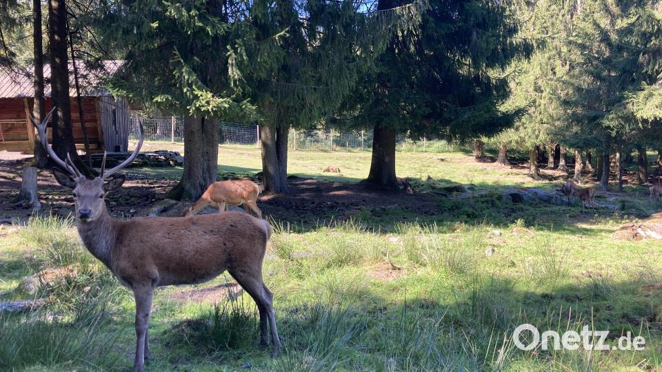 In der Nähe des Waldhauses befindet sich Wildgehege. Bild: Stefanie Swann