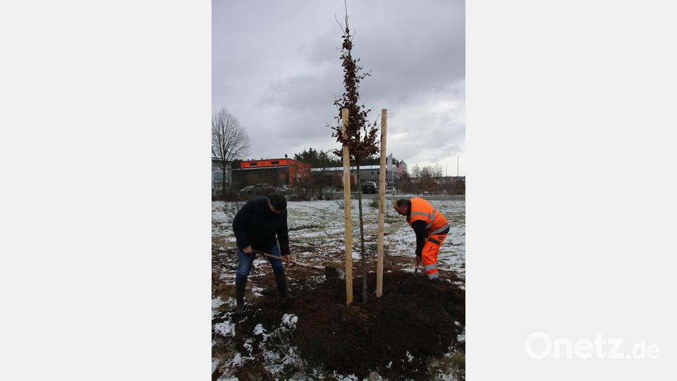 Bürgermeister Edgar Knobloch (links) und Alexander Eismann pflanzen eine Buche, eine Kiefer und eine Eiche als Symbol der Wiedervereinigung. Bild: sne