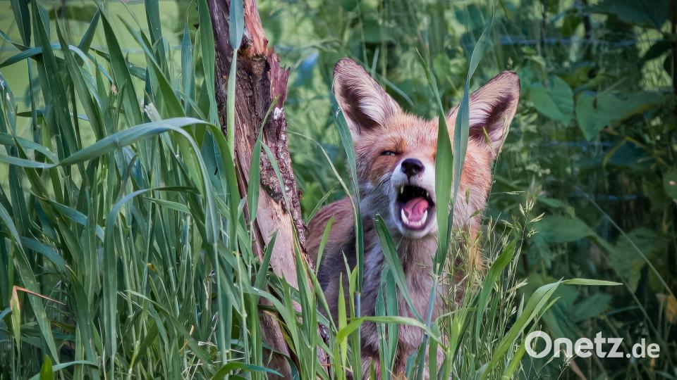 Dieses Foto von Rosie Simpson ist eines der prämierten Bilder, die bei der Ausstellung „Natur im Fokus“ von Anfang Mai bis Ende Juni im Kreuzgang des Klosters Ensdorf zu sehen sind. Bild: Rosie Simpson