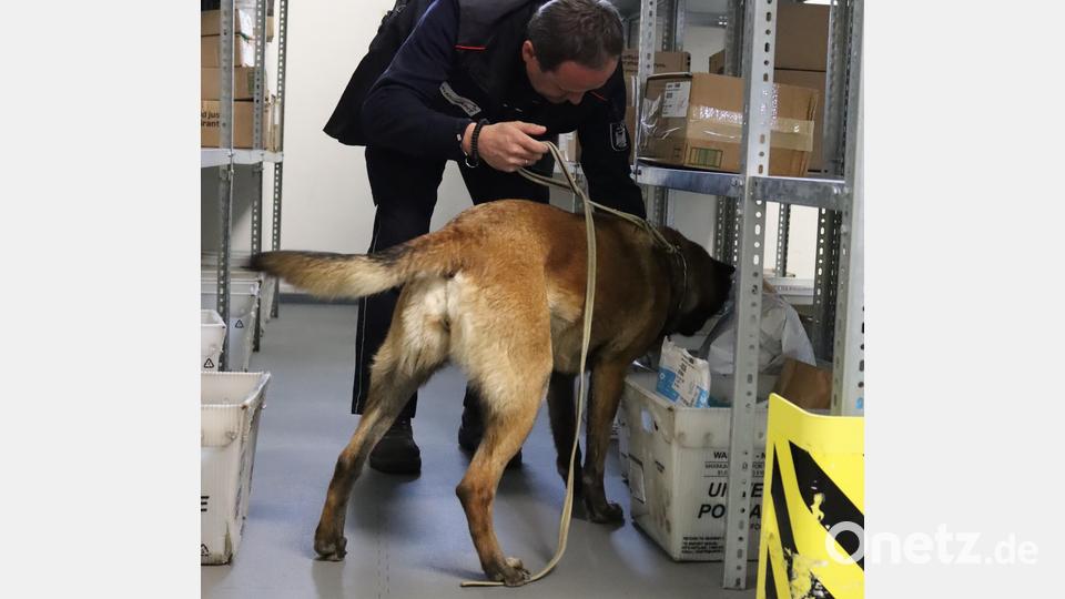 Ein Zollhund im Einsatz bei der Postkontrolle. Symbolbild Hauptzollamt Regensburg