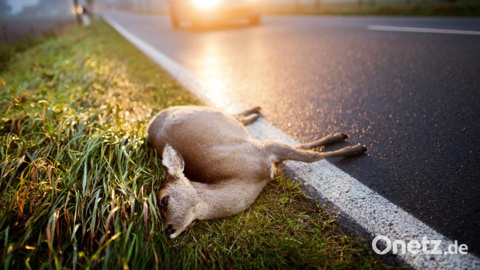 Die Zahl der Verkehrsunfälle mit Wild ist im vergangenen Jahr im Bereich der Polizeiinspektion Amberg deutlich zurückgegangen. Bild: agentur_dpa