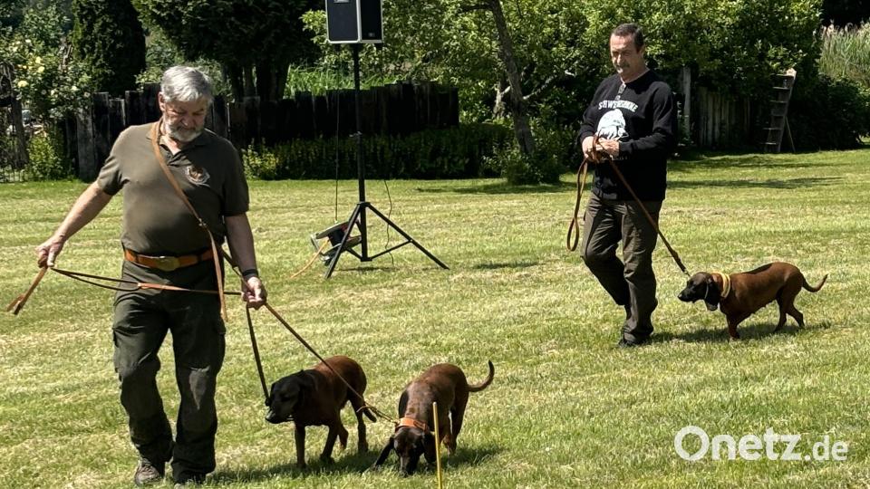 Auch Jagdhunde präsentieren sich bei den Rotwildtagen in den Hundevorführungen. Bild: ge