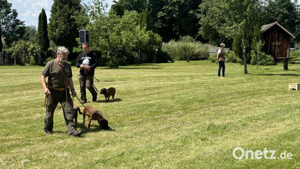 Auch Jagdhunde präsentieren sich bei den Rotwildtagen in den Hundevorführungen. Bild: ge