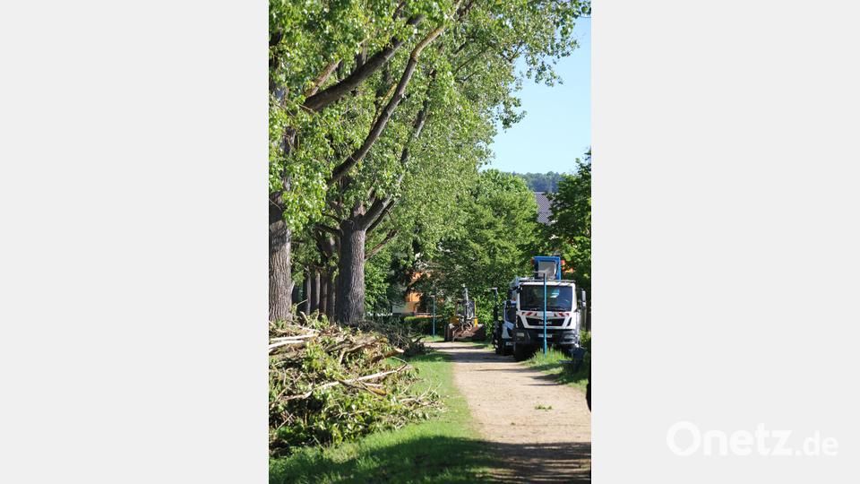 Baumpflegemaßnahmen an der sogenannten Pappelallee. Bild: Jonas Schmidt, Stadt Amberg