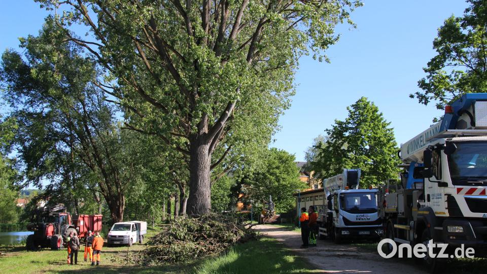 Die Baumpflegemaßnahmen an der sogenannten Pappelallee entlang der Vils sind abgeschlossen. Bild: Jonas Schmidt, Stadt Amberg