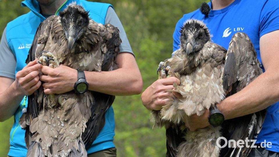 Vor fünf Jahren wurden mit Bavaria und Wally die ersten Bartgeier im Nationalpark ausgewildert. (Archivfoto) Bild: Peter Kneffel/dpa