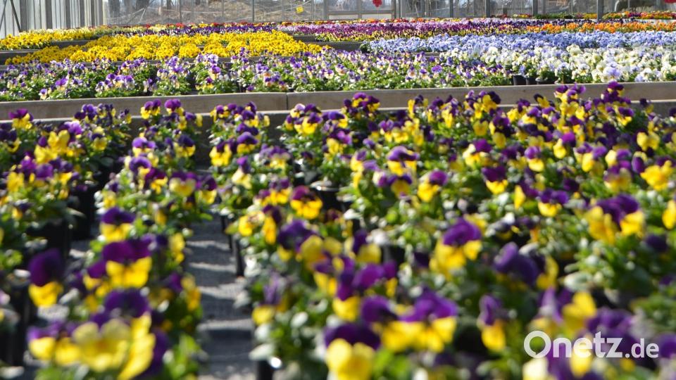 Stiefmütterchen sind wahre Künstler der frühlingshaften Farbenpracht. Bild: dob